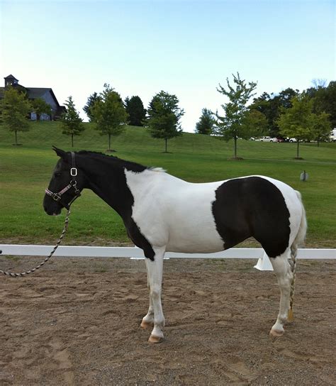 Mitch (Bluegrass Chrome) 16. . Horses for sale maine